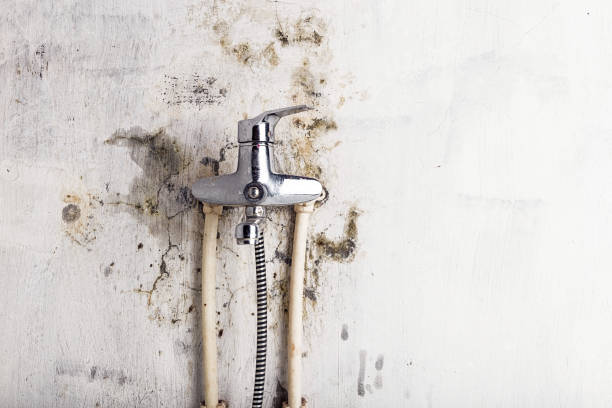 Best Localized Mold Remediation (e.g., coastal areas, humid climates) in Lavalette, WV