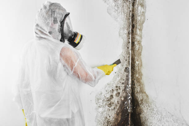 Best Mold Remediation for Specific Building Types in Lavalette, WV