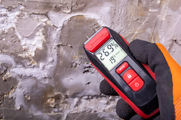 Best Black Mold Remediation in Lavalette, WV