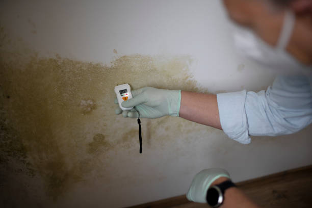 Best Mold Remediation for Schools in Lavalette, WV