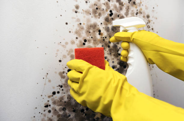 Best Residential Mold Remediation in Lavalette, WV