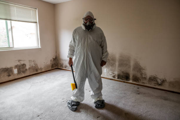 Best Emergency Mold Remediation in Lavalette, WV