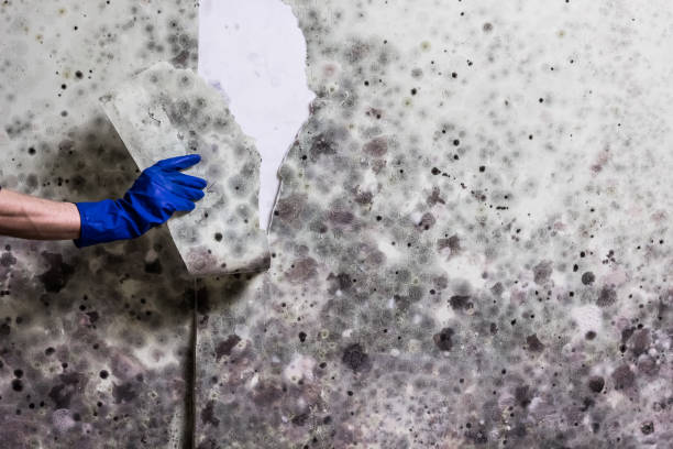 Best Health and Safety Mold Remediation in Lavalette, WV